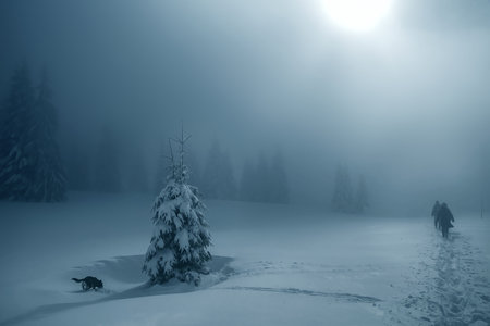 Experience the Mysterious Winter Landscape Enshrouded in Fog and Adorned with Snowy Treesの写真素材