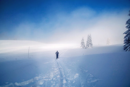 Lizard in a beautiful winter landscape.の写真素材