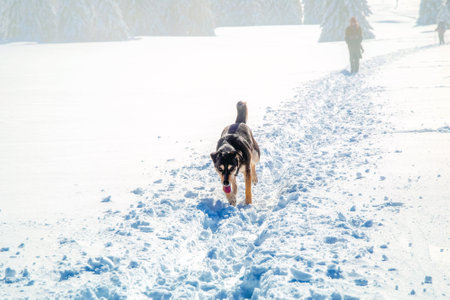 A Very Happy Dog Joyfully Playing in a Beautiful Snowy Winter Landscape Full of Funの写真素材