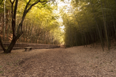 photo from hiking trailの写真素材