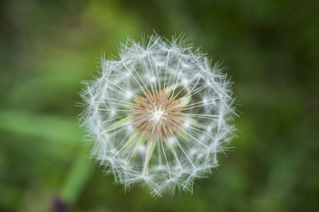 Dandelion macro photographicの写真素材
