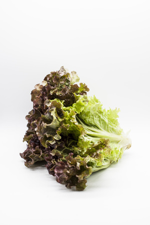 lettuce Salad Greenの写真素材