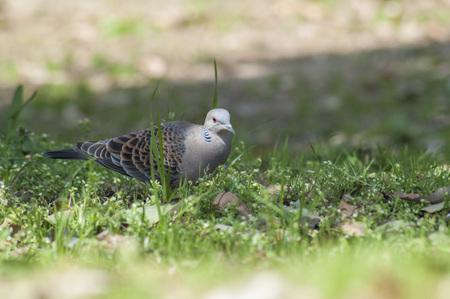 Bird Dove Animalの写真素材