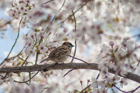 Bird Sparrows Brownの写真素材