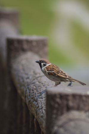 Bird Sparrows Brownの写真素材
