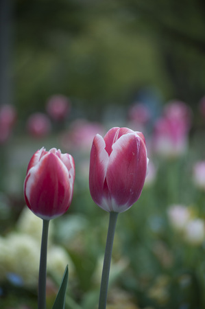 Tulip Flower redの写真素材