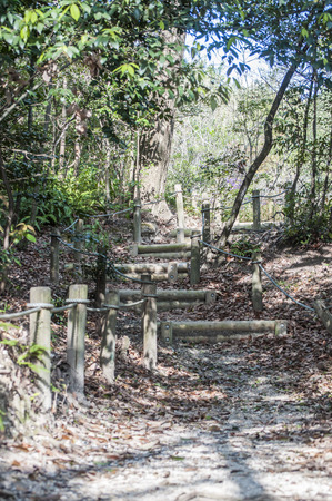 way through the forestの写真素材