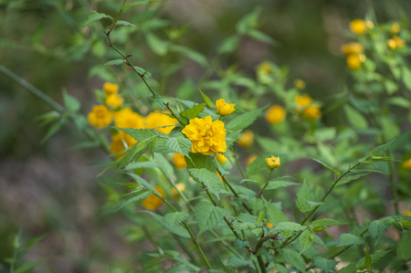 Yelow Flower Beautyの写真素材