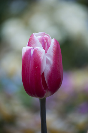 Tulip Flower redの写真素材