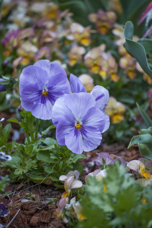 Purple flower beautyの写真素材