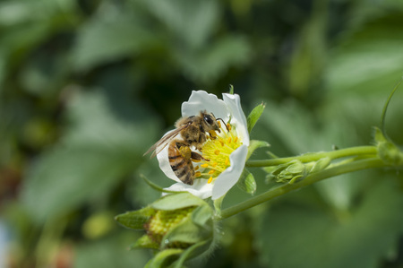 Bee photo closeupの写真素材