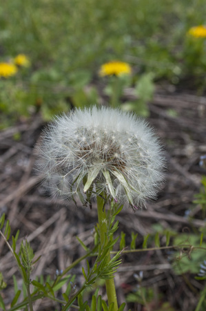 Dandelion Flower Beautyの写真素材