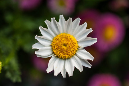 Daisy Flower Beauty