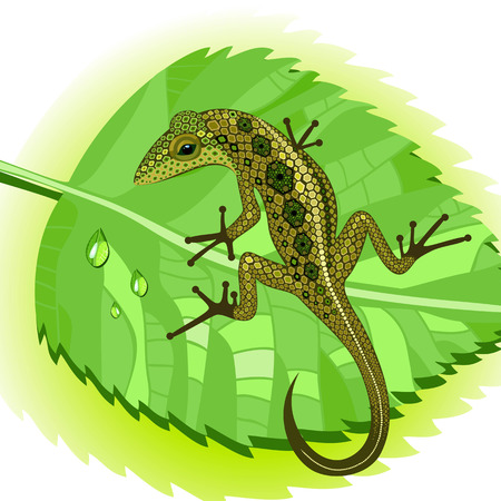 lizard on a leafのイラスト素材