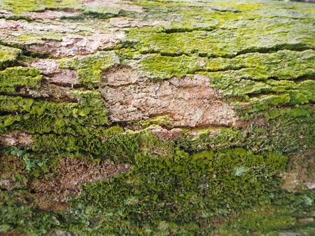 Moss background on the old treeの写真素材