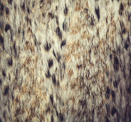Close up leopard spot pattern texture background. wallpaper