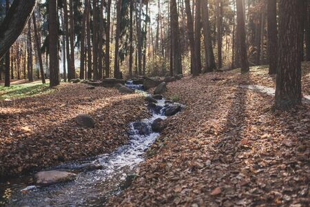 autumn landscape. the stream flows along the rocks in the forestの写真素材