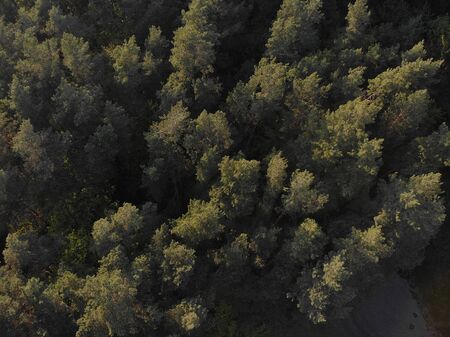 Beautiful panoramic photo over the tops of pine forest.の写真素材