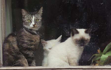 three cats sit near Windowsの写真素材