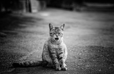 black and white portrait of a street cat
