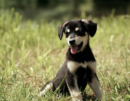 cute puppy with tongue sitting on the grassの写真素材