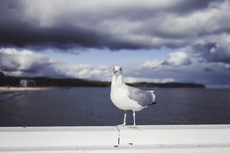 Seagull portrait against sea shore. Close up view of white bird seagull sitting by the beach.の写真素材