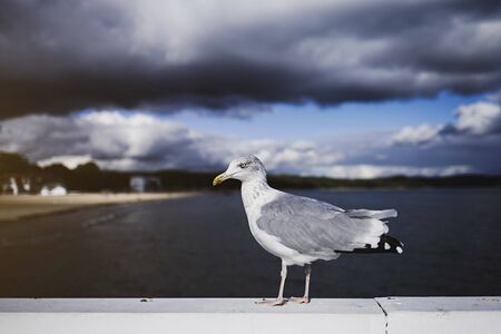 Seagull portrait against sea shore. Close up view of white bird seagull on sky background.の写真素材