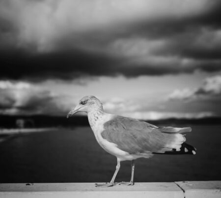 black and white photo of a gull bird on the background of the sea and skyの写真素材