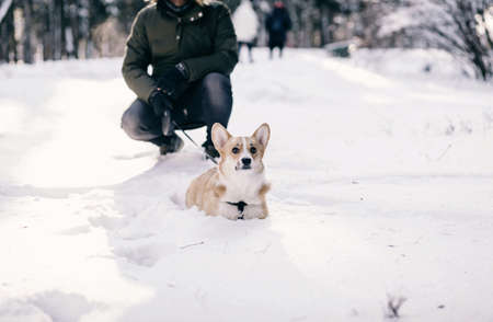 Man with dog of breed corgi in winter on the snowの写真素材