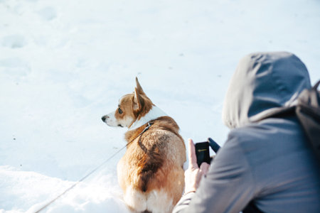 The corgi is walking on the snow in winter park