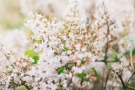 Spring blossom background. Beautiful nature scene with blooming tree. Sunny day. Spring flowers.の写真素材