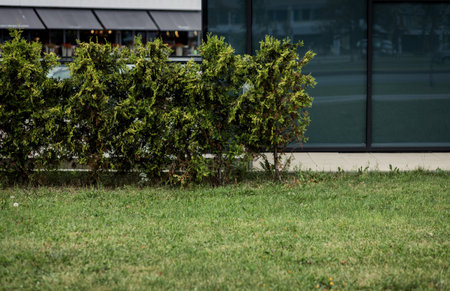 Green thuja. The local area decor. A house and a garden. Landscaping of the territory. Vacation...