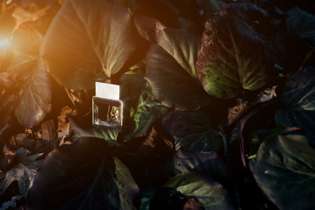 Transparent bottle of perfume on a background of geen leaves. Trending concept in natural materials....