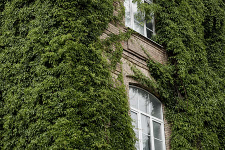 eco building landscape climbing plants. green nature facadeの写真素材