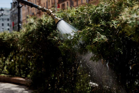 care and watering of urban plants. ecology of the cityの写真素材