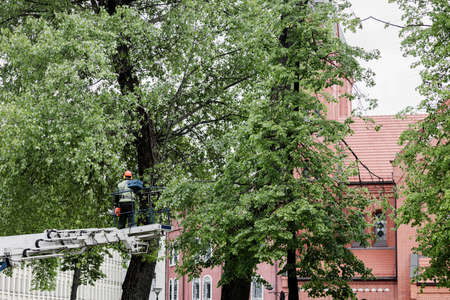 Gardener or tree surgeon pruning a tree using an elevated platformの写真素材