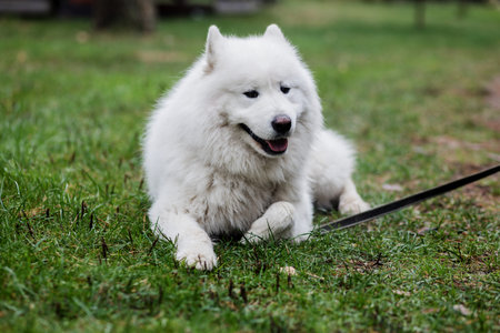 well-groomed white samoyed dog. mammals are a petの写真素材