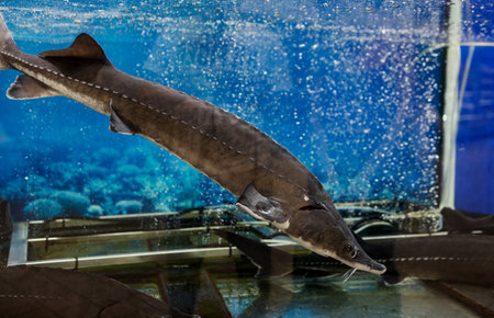 Sturgeon underwater. wildlife. wild fishの写真素材