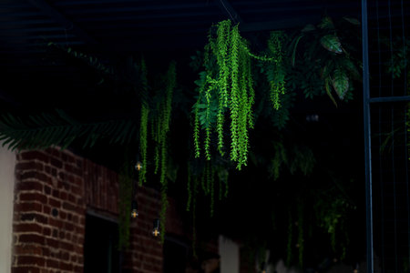 vertical gardening. green plants hanging in cafeの写真素材