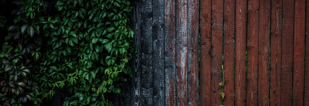 Old wooden fence covered with green ivy.の素材