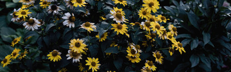 colorful yellow flowers. desktop or website backgroundの素材