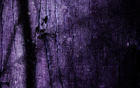 Old Wood Tree Texture Background Pattern. Rustic treeの写真素材