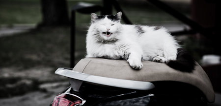 yawning cat. a sleepy lazy cat is lying on a scooterの写真素材