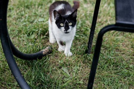 black and white cat sitting in grass area looking at cameraの写真素材