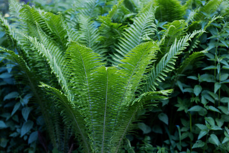 Beautiful ferns leaves green foliage natural floral fern backgroundの写真素材
