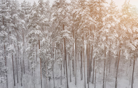 Aerial view winter landscape. forest trees covered by freshly fallen snowの写真素材