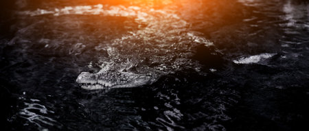 dangerous crocodile with fangs in the waterの写真素材