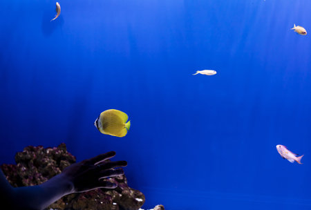 aquarium colorful fishes in deep blue water