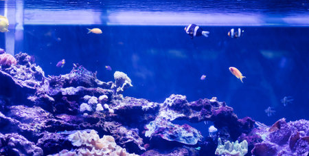 Colorful and vibrant aquarium life with coral reefs and fishの写真素材