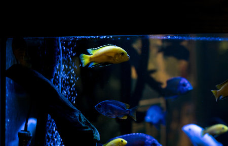 Colorful fish variety in aquarium, pet storeの写真素材